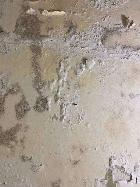Best Industrial Mold Remediation in Farmingville, NY