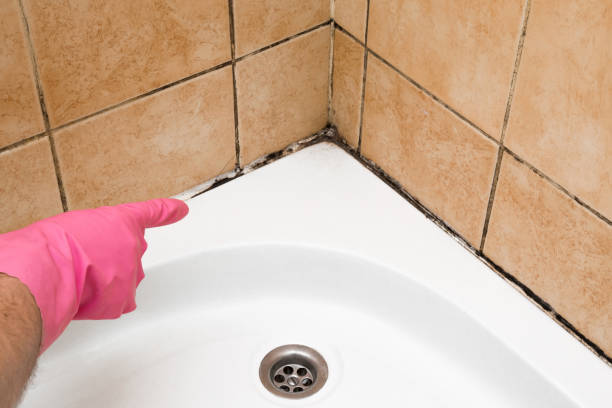 Best Bathroom Mold Remediation in Farmingville, NY